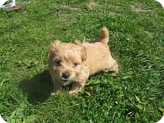 toy poodle and dachshund mix