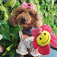 adopt-pet