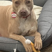 adopt a pet