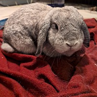 adopt-pet