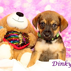 Thumbnail photo of Dinky~adopted! #2