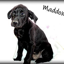Thumbnail photo of Maddox ~ meet me! #1