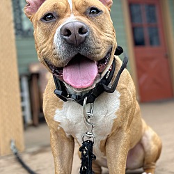Photo of Chief - Lil' Meatball