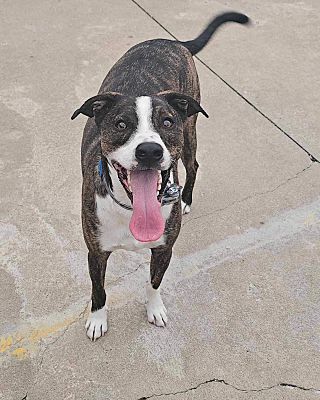 Broken arrow outlet bull terriers