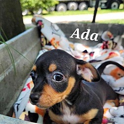 Photo of Scientist Pups - Ada
