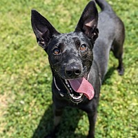 adopt a pet