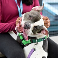 adopt a pet