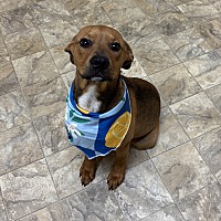 adopt a pet