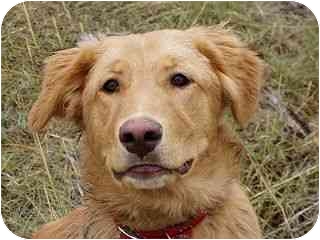 Roundup Mt Golden Retriever Meet Ralphie A Pet For Adoption