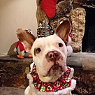 French Bulldog Puppies - Rescue and Adoption Near You