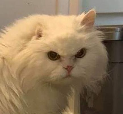 Chicago Il Persian Meet Elsa A Pet For Adoption