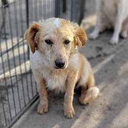 Photo of Daphne