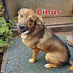 Thumbnail photo of Linus (Rio) #2