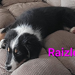 Thumbnail photo of Raizle #3