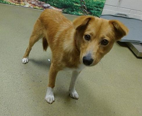 San Marcos, CA - Basenji. Meet ADOPT ME! SHELTER FULL a Pet for ...