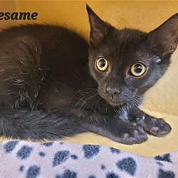 Photo of Sesame (24-362)