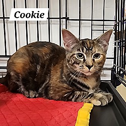 Thumbnail photo of Cookie #3