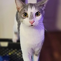adopt a pet