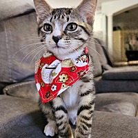 adopt a pet