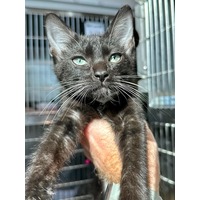 adopt-pet