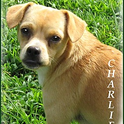 Thumbnail photo of Charlie- STOP!  LOOK! #1