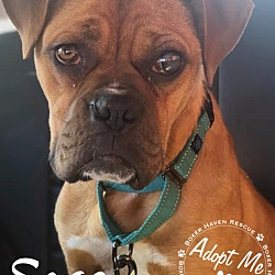 Thumbnail photo of AVAILABLE TO ADOPT - SAGE #2