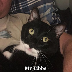 Thumbnail photo of Mr. Tibbs #2