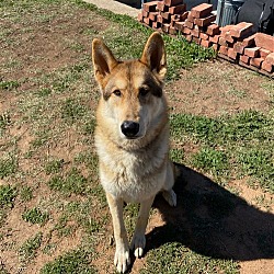 Photo of Dante