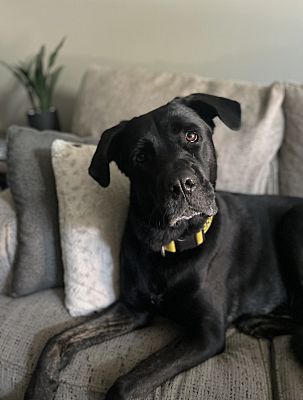 Fishers, IN - Cane Corso/Labrador Retriever. Meet Gunnar a Pet for ...