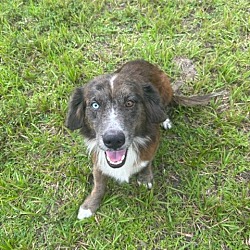 Photo of Brownie