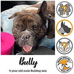 Thumbnail photo of Bully #1