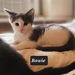 Photo of Bowie