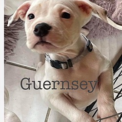 Photo of Guernsey   (Cow Puppies  2024)