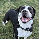 Adopt A Pet :: Courage - Lancaster, OH