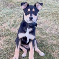 adopt-pet