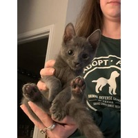 adopt a pet