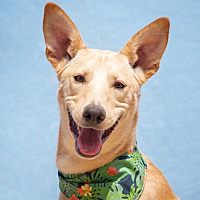 adopt a pet