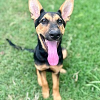 adopt a pet
