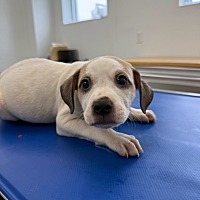 adopt a pet