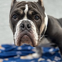 adopt a pet