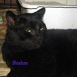 Thumbnail photo of Brahm #3