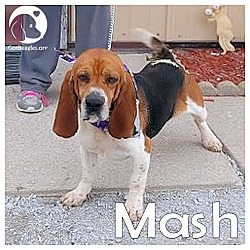Thumbnail photo of Mash #1