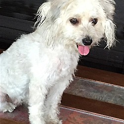 Norcalpoodlerescue sale