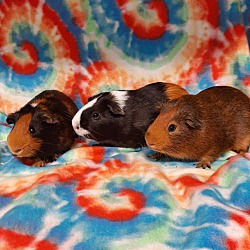 Thumbnail photo of Hershey & Toffee & Reese #1