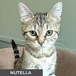 Thumbnail photo of Nutella #2