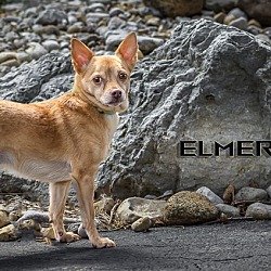 Thumbnail photo of Elmer #3