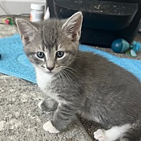 adopt-pet