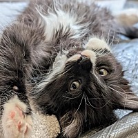 adopt a pet