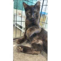 adopt-pet