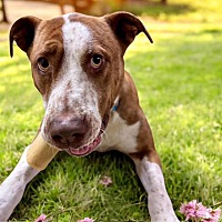 adopt a pet